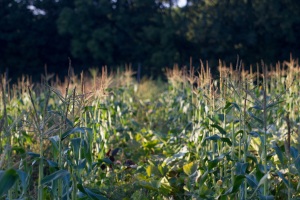 The corn and other sun-loving crops have far outyielded last years' crops.